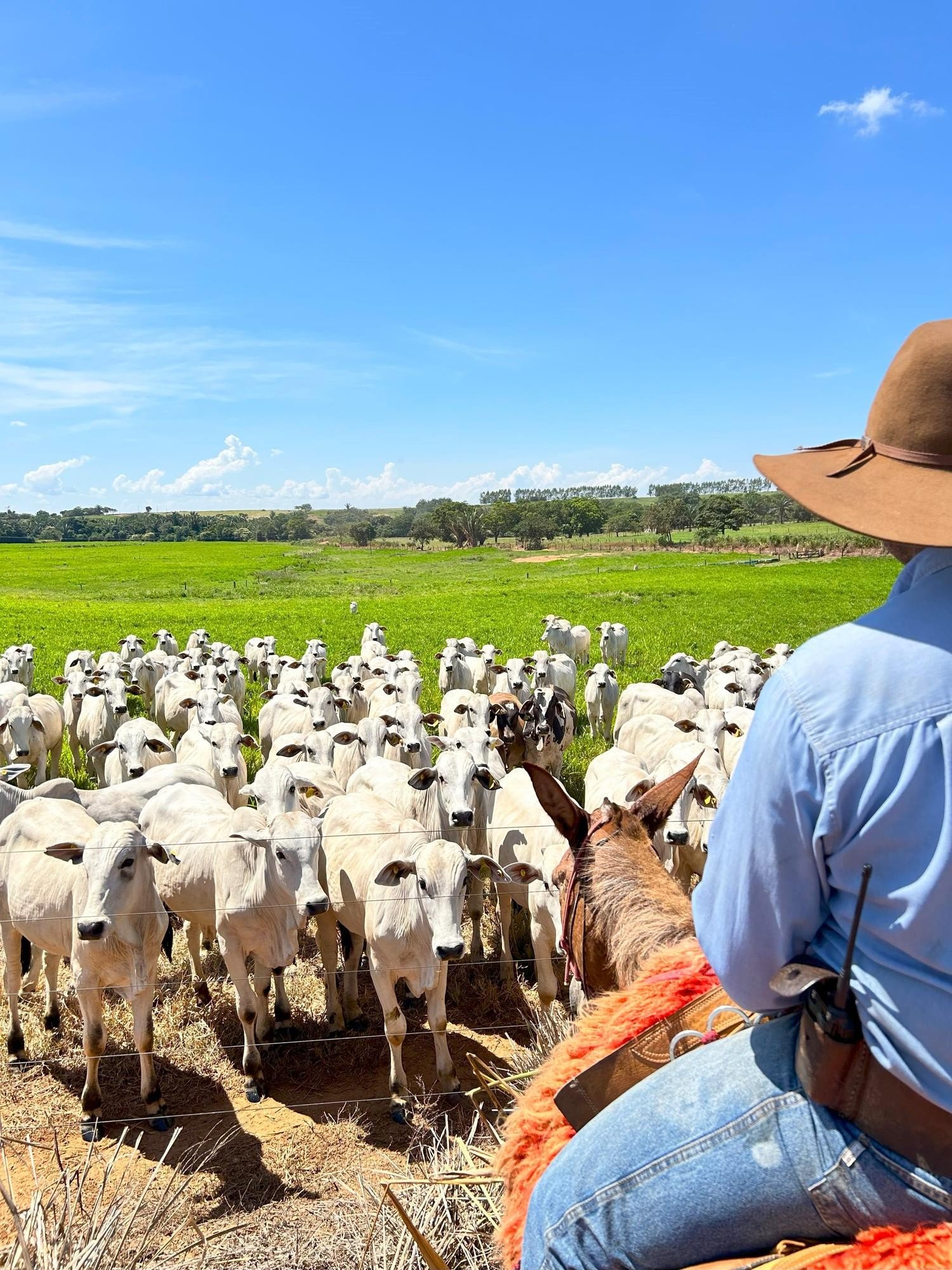 Roberto, Empresário